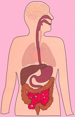 Digestion